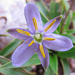 Xerophyta humilis